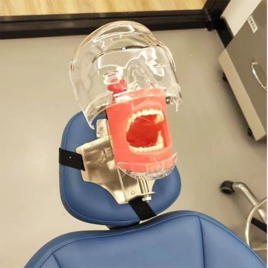 Professional Production of High-quality Dental Models Oral Bionic Head Model Type Dental Ligature Model Simulation Head